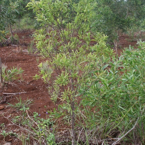 Santalum Austrocaledonicum