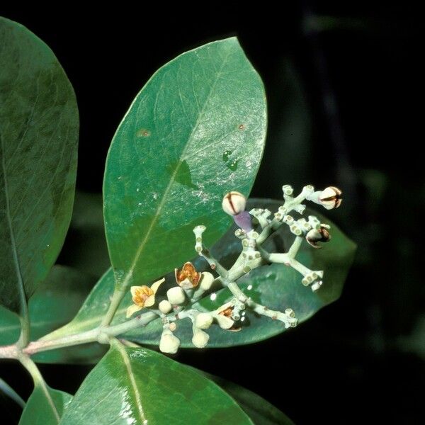 Santalum Paniculatum