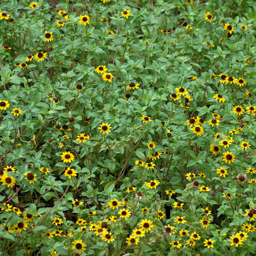Sanvitalia Procumbens