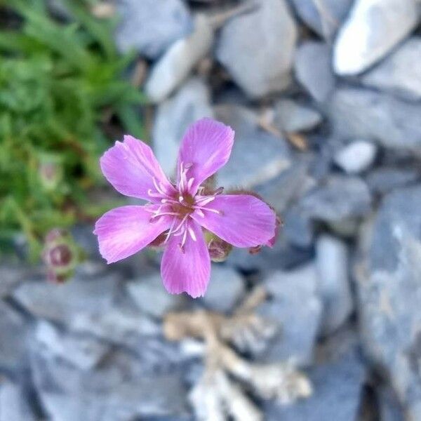 Saponaria Caespitosa