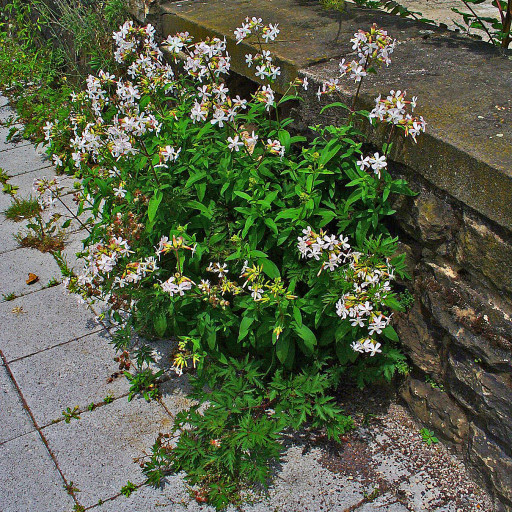 Saponaria Officinalis