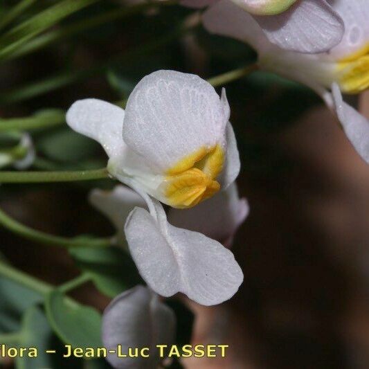 Sarcocapnos Crassifolia