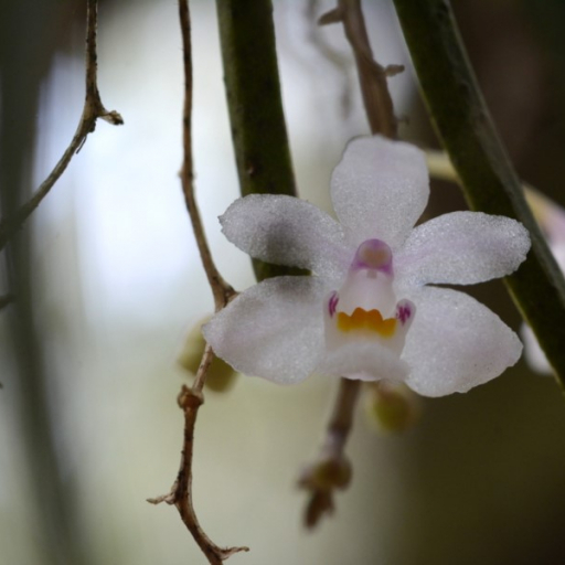 Sarcochilus Hillii