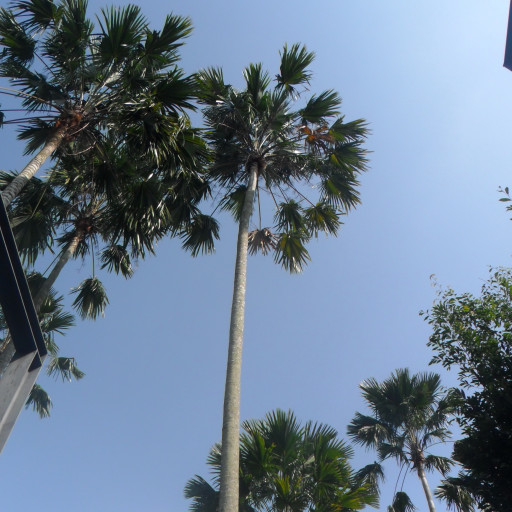 Saribus Rotundifolius