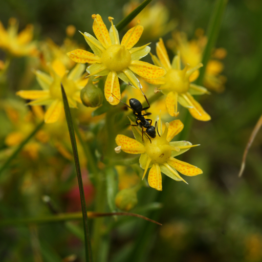 Saxifraga Aizoides