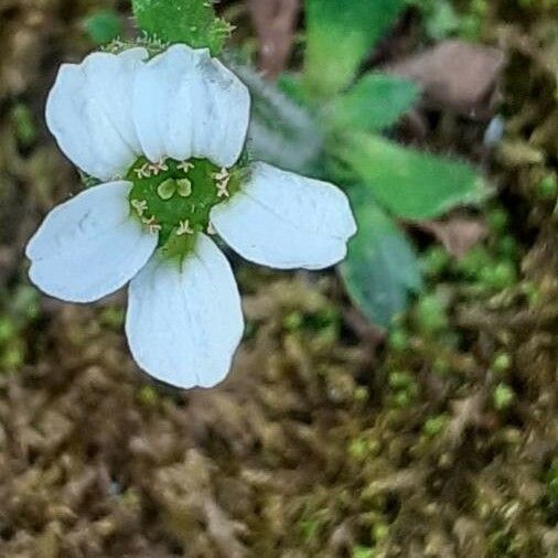 Saxifraga Androsacea