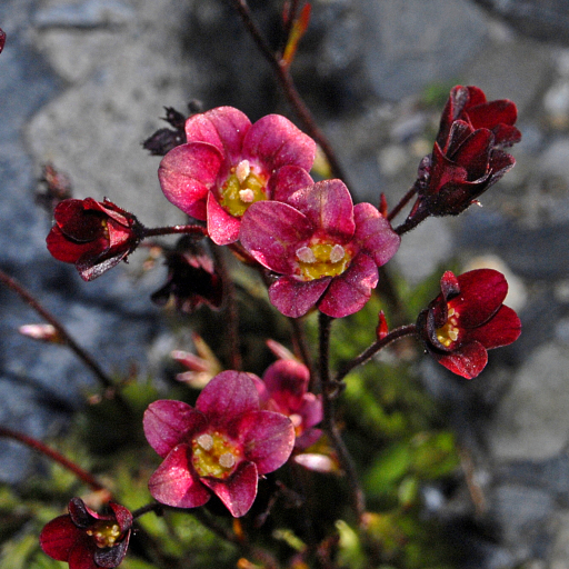 Saxifraga Arendsii