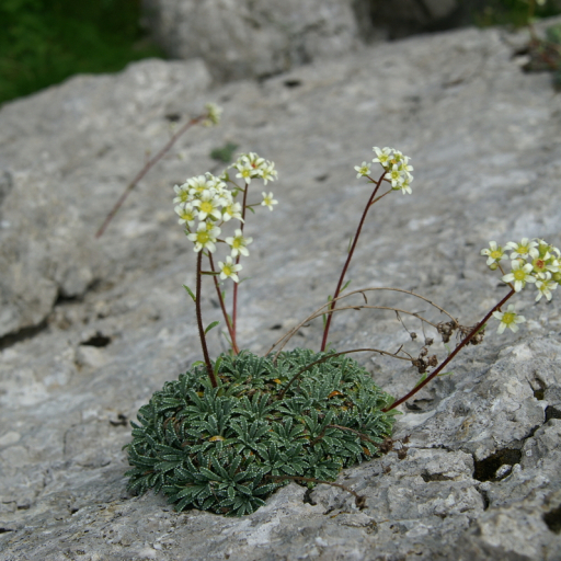 Saxifraga Crustata