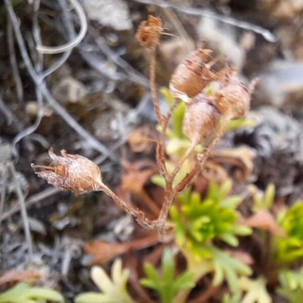 Saxifraga Cuneata