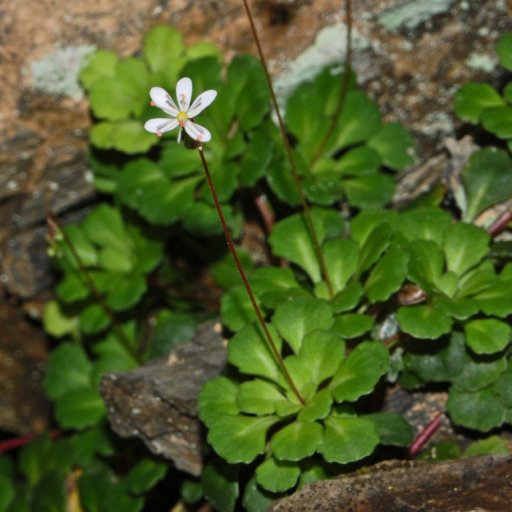 Saxifraga Cuneifolia