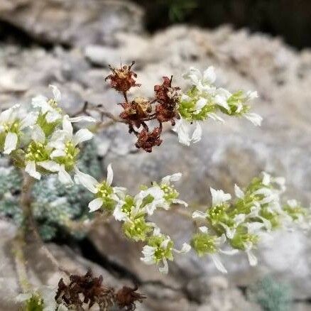 Saxifraga Diapensioides