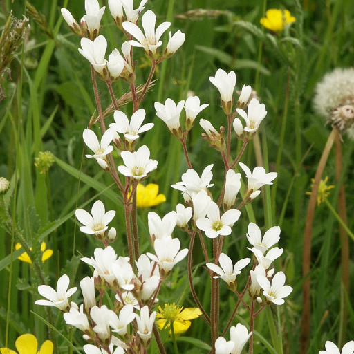 Saxifraga Granulata