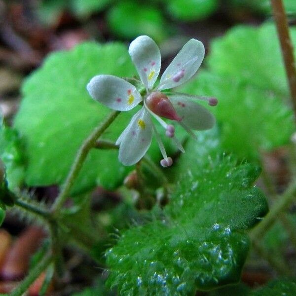 Saxifraga Hirsuta