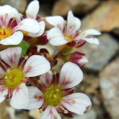 Saxifraga Nevadensis