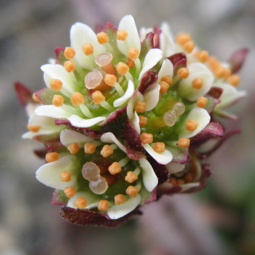 Saxifraga Nivalis