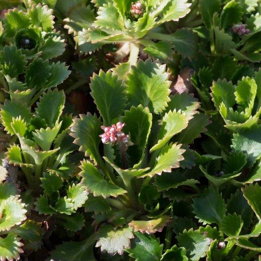 St Patrick s Cabbage Saxifraga Spathularis Care Guide Water Soil st-patrick-s-cabbage-saxifraga-spathularis-care-guide-water-soil
