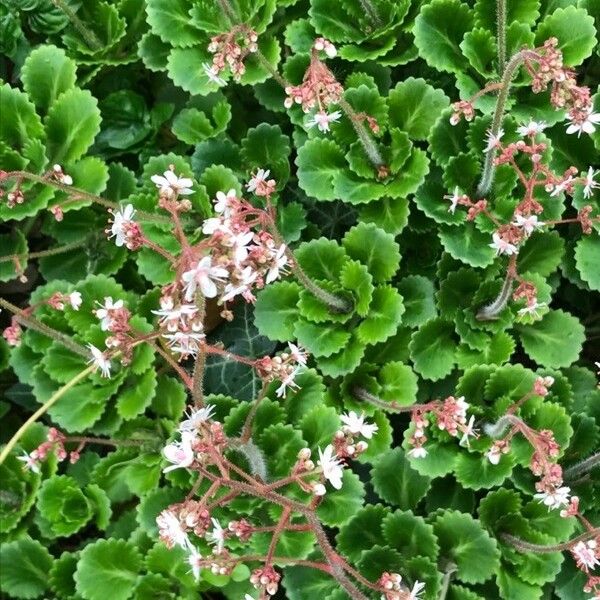 Saxifraga × Urbium