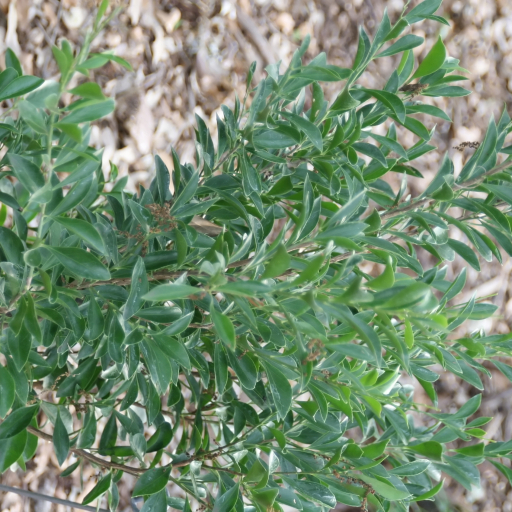 Schaefferia Frutescens