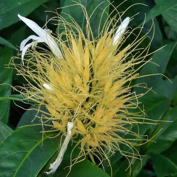 Schaueria Calytricha