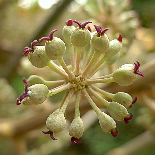 Schefflera Morototoni