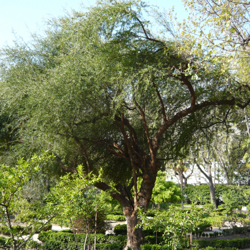 Chilean Pepper Tree (Schinus Polygama) Care Guide: Water, Soil ...
