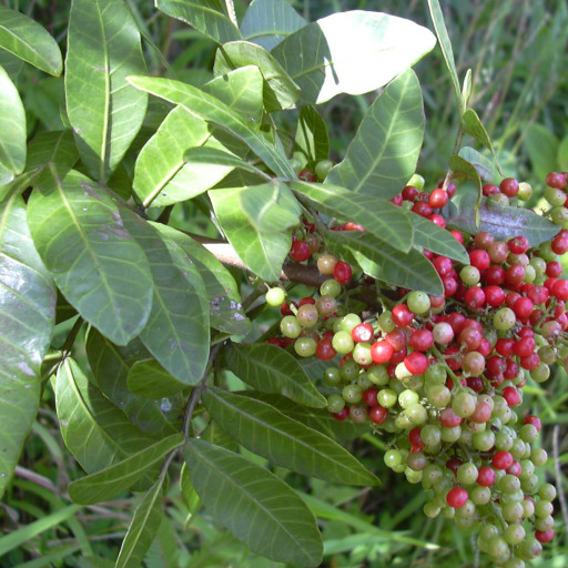 Schinus Terebinthifolius