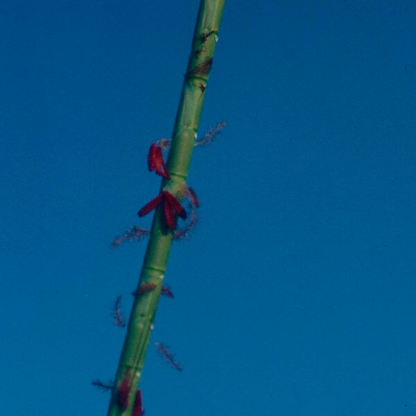 Schizachyrium Sanguineum