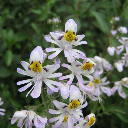 Schizanthus Pinnatus