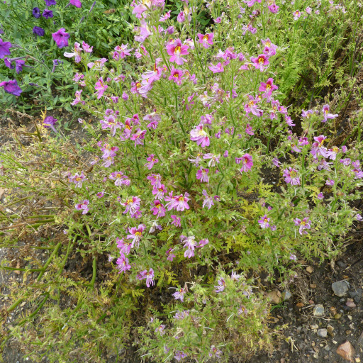 Schizanthus X Wisetonensis