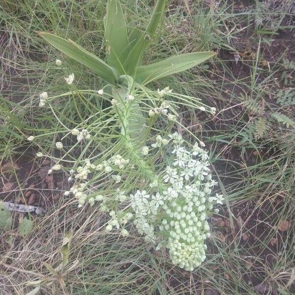 Schizocarphus Nervosus