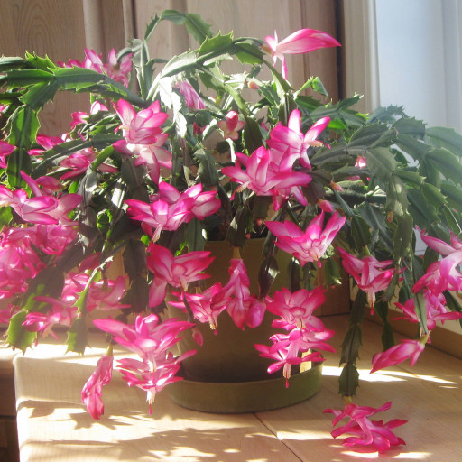 Schlumbergera
