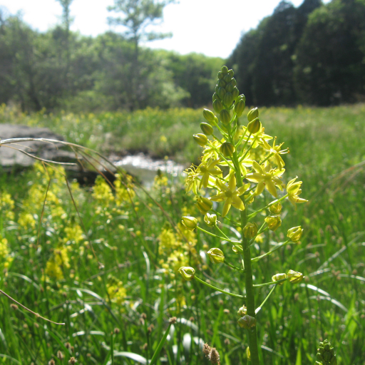 Schoenolirion Croceum