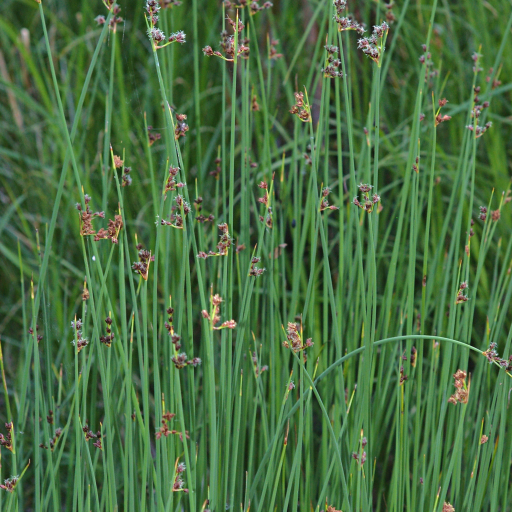 Schoenoplectus Tabernaemontani