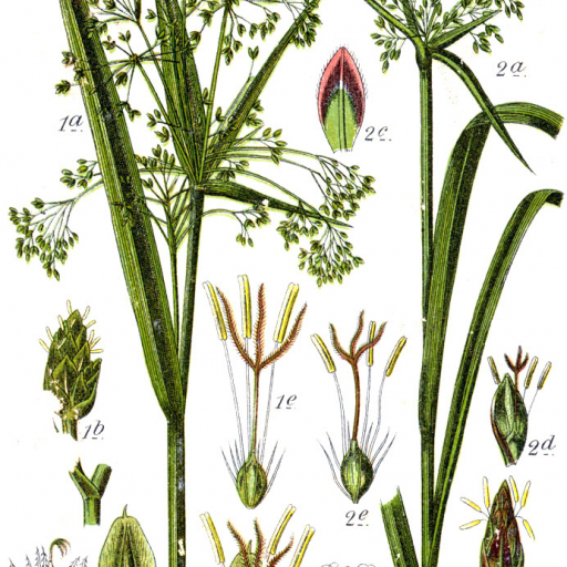 Scirpus Radicans