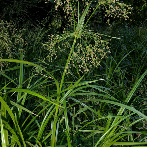Scirpus Sylvaticus