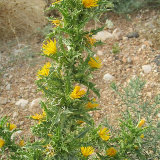 Scolymus Hispanicus