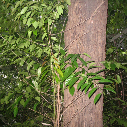 Scorodocarpus Borneensis