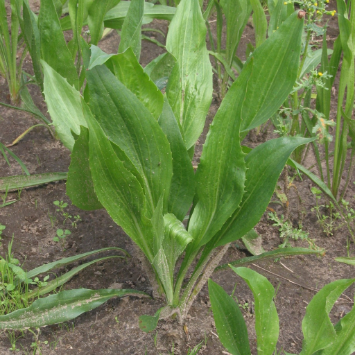 Scorzonera Hispanica