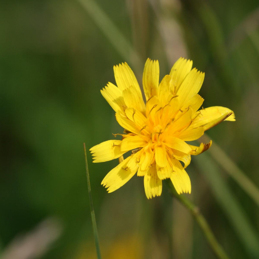Scorzoneroides Autumnalis
