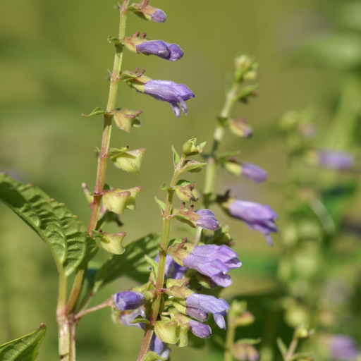 Scutellaria Lateriflora