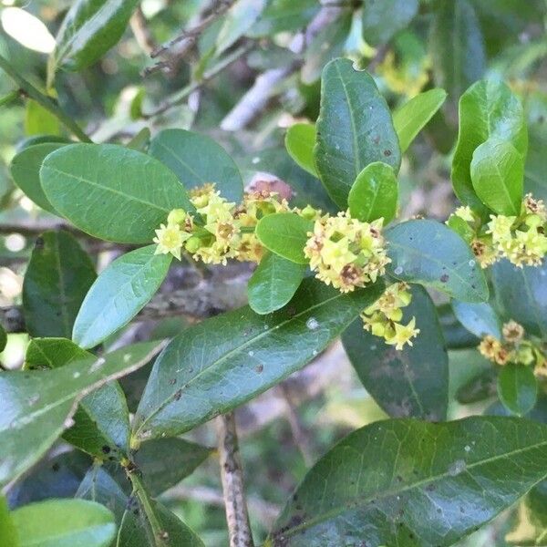 Scutia Buxifolia