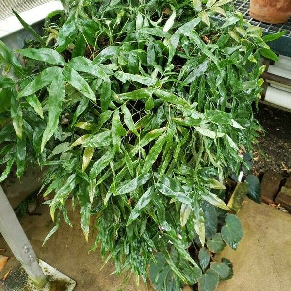 Scyphularia Pentaphylla