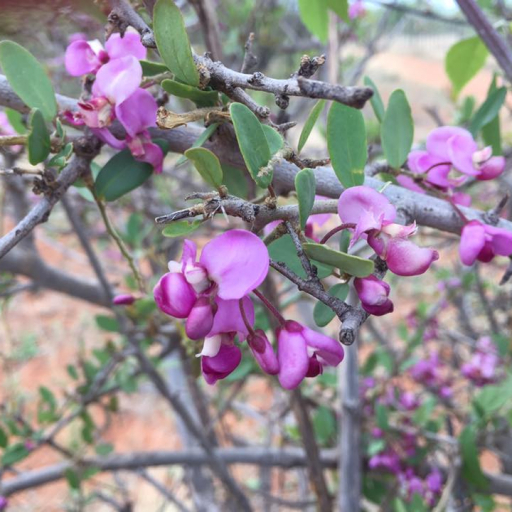 Securidaca Longipedunculata