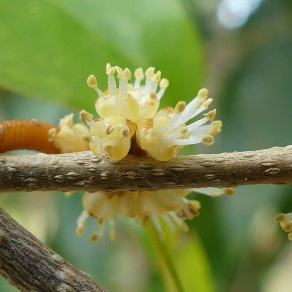 Securinega Durissima