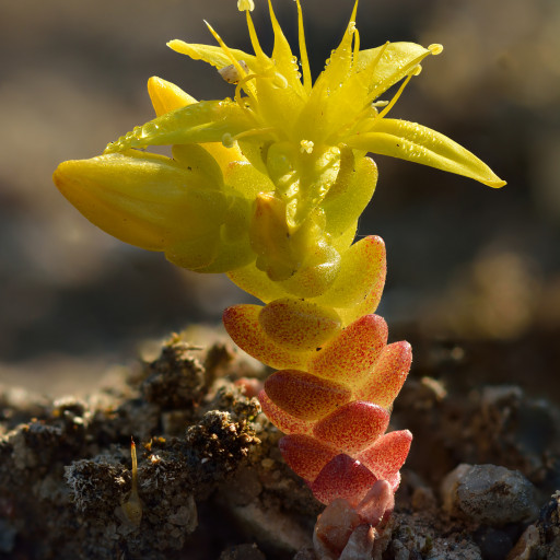 Sedum Acre