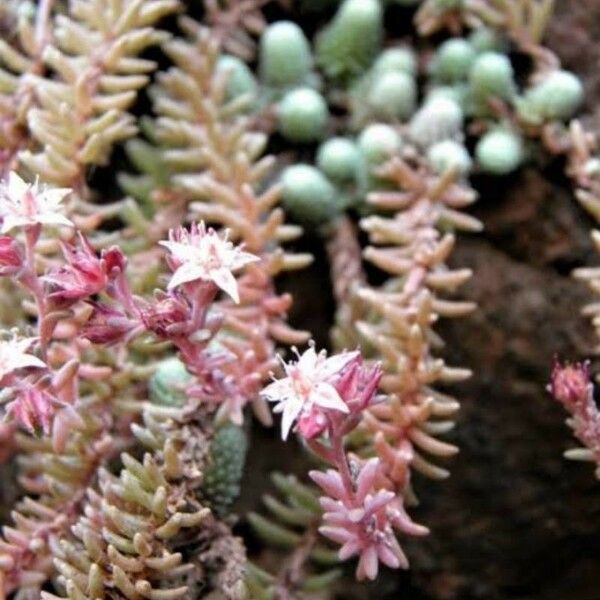 Sedum Alamosanum