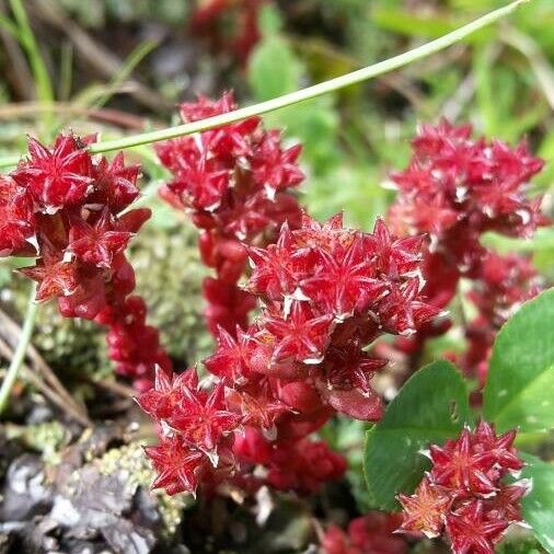 Parakeetflower (Heliconia Psittacorum) Plant Care & How to Grow, Water Parakeetflower (Heliconia Psittacorum) Plant Care & How to Grow, Water