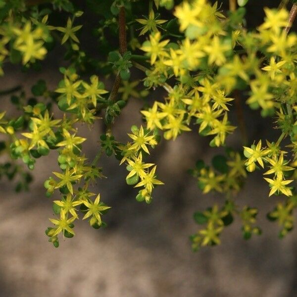 Sedum Formosanum