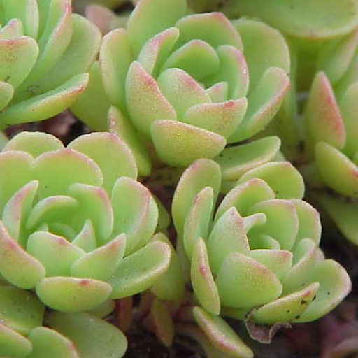 Sedum Glaucophyllum
