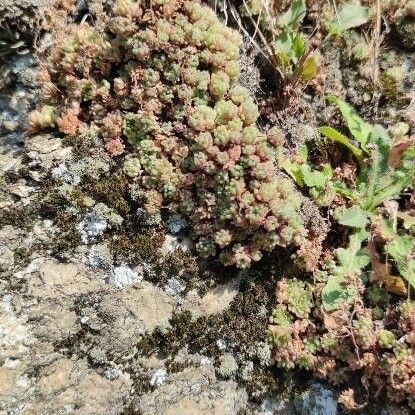 Sedum Hirsutum